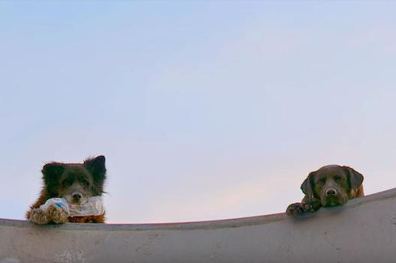 Los Reyes (4): A escala perruna