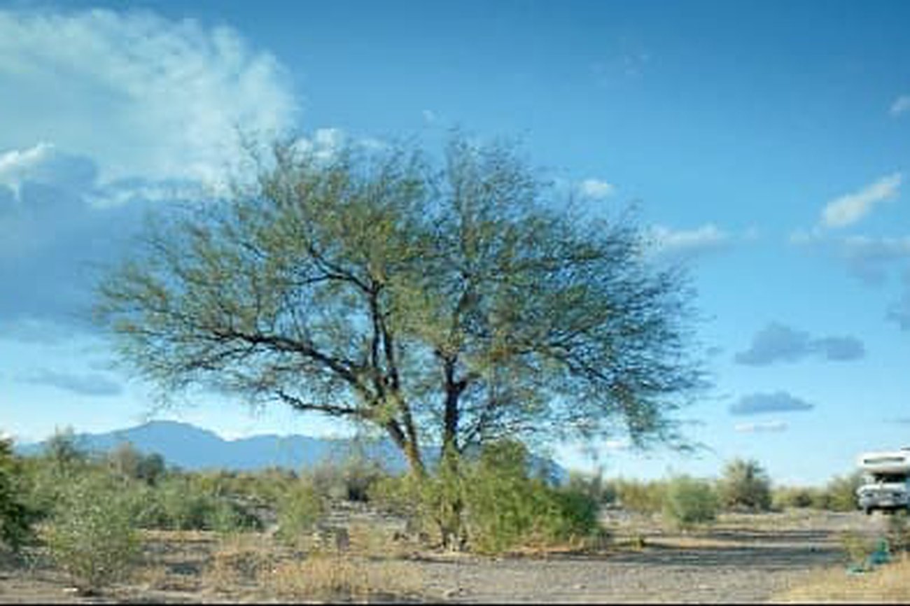 La novia del desierto (1): Fuera de la jaula