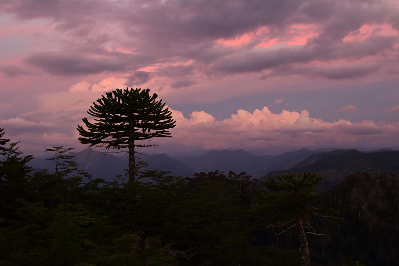 Araucaria Araucana: Esfuerzos de preservación